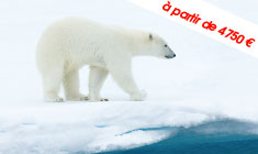ours polaire, Churchill le royaume de l'ours polaire